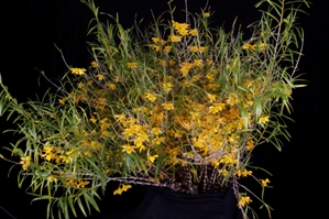 Dendrobium hancockii Little Saigon Gold CCM/AOS 85 pts.